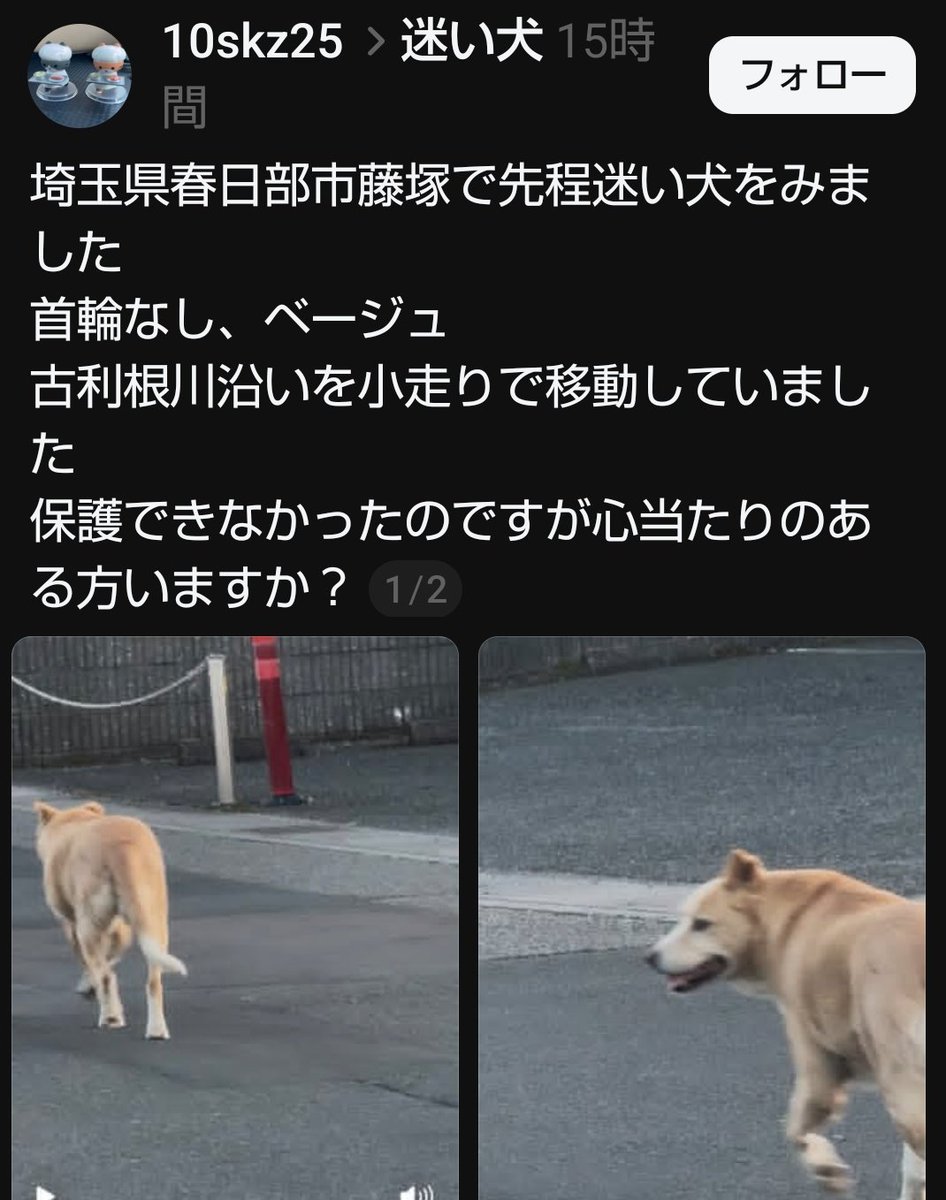 12／10夕方の投稿です。埼玉県春日部市藤塚にて迷い犬
現地で保護に動いてくださる方いたらお願いします。
移動している可能性もあり。
交通事故が心配。警察には連絡済みだそうです。
＃飼い主を探しています
＃迷い犬
＃迷子犬
＃行方不明犬
＃春日部市藤塚
＃埼玉県
＃拡散希望