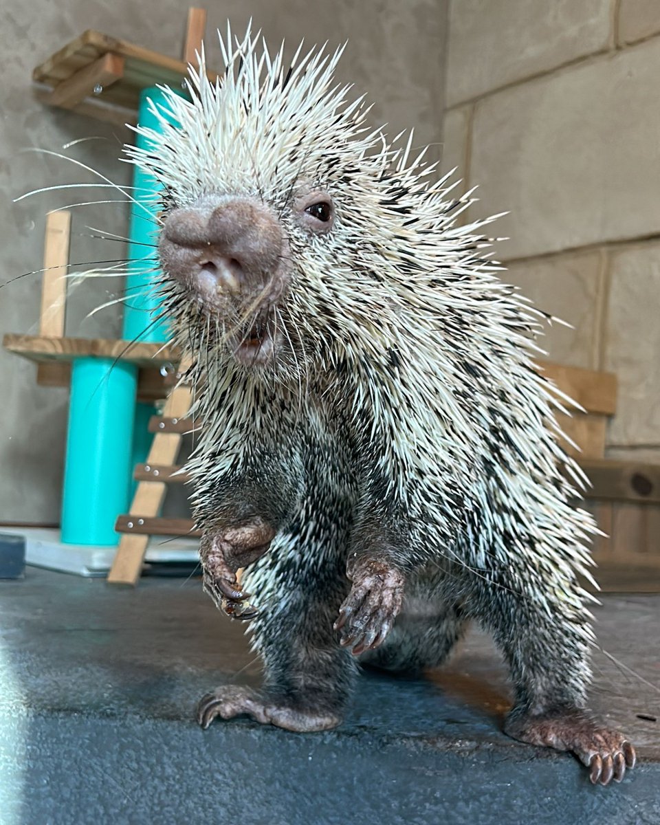 Brazilian porcupines are slow-moving rodents that use their prehensile tails to hang and grasp while foraging for food in treetops at night. Despite their lack of speed, they are surprisingly agile and can climb quickly when needed.