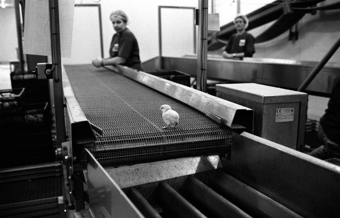 Wayne Hsiung tweet media