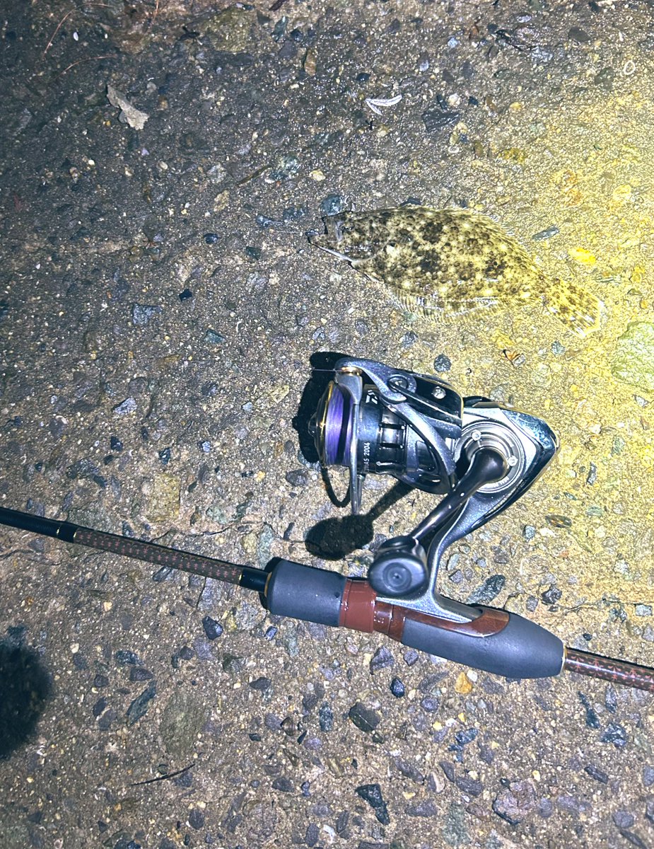 fishing_Rei2's tweet photo. とある水門ポイント
何か全然乗らないアタリあるなぁ…と思いつつしつこく同じ所を通してるとbabyヒラメ🐟

その後温排エリアで小アジ5個拾ってオールリリース。

楽しい夜でした https://t.co/dihIyNUxaZ