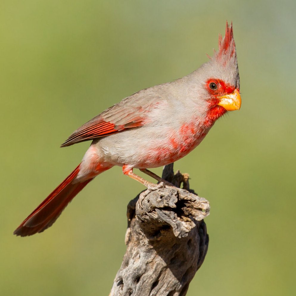 bird wirewrap DAY 121: pyrrhuloxia 🔥

• also known as the desert cardinal
• name means “flame-colored” &amp; “crooked” which describe the bird’s color and beak!
• you may see these in your backyard if you live in the southwestern states <3