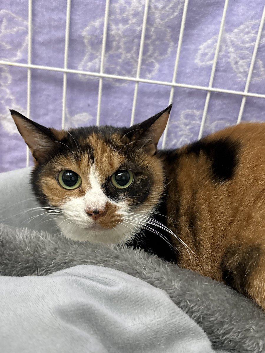 ねこ 美術展ナビ 図録・グッズSHOP / 専業ムフ×特別展「ネコ」 ネコだらけ