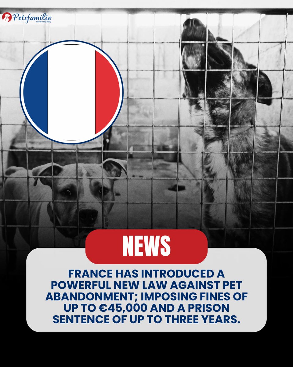 petsfamilia's tweet photo. France has taken a bold and compassionate step to protect animals by passing a strict new law against pet abandonment. Under this legislation, anyone guilty of abandoning their pet can now face fines of up to €45,000 and a prison sentence of up to three years. https://t.co/OrQD6SGGoR