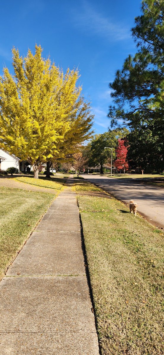 mjacksoncarwash's tweet photo. What a beautiful #fallday 🍂🍁🌾🐶🦮🥰💛🧡❤️#Louisiana  #southernweather https://t.co/IhtWmzE57D
