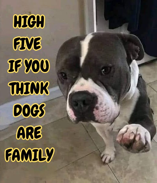 _XDogs's tweet image. 