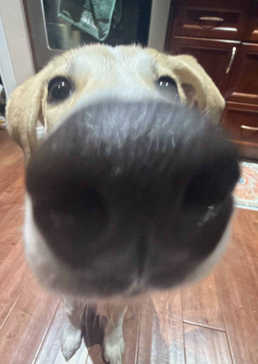 CottontailVA 🐰💋 tweet media