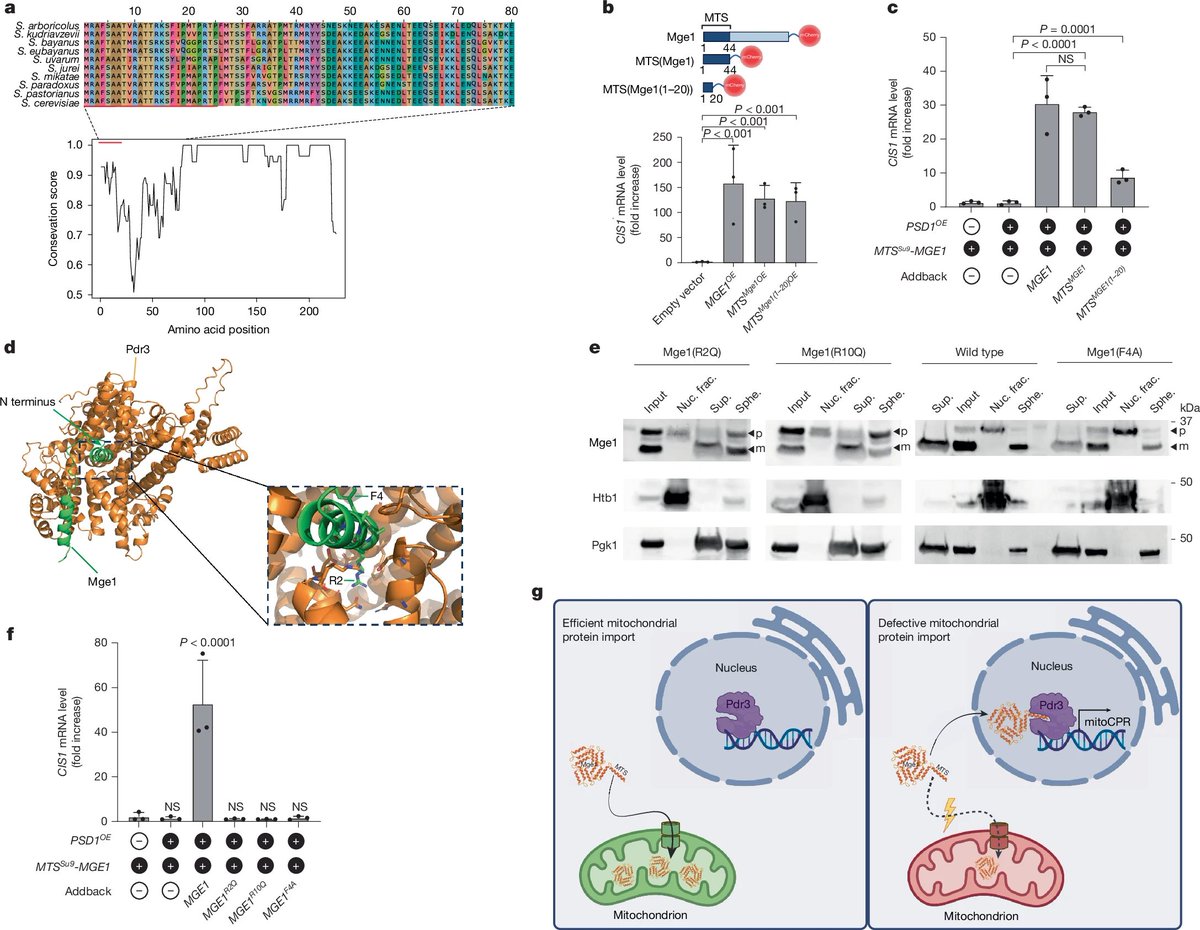 LabWaggoner's tweet photo. A direct role for a mitochondrial targeting sequence in signalling stress @Nature @UBC 🇨🇦
https://t.co/zi42lw6d2b https://t.co/60cq23tFt0