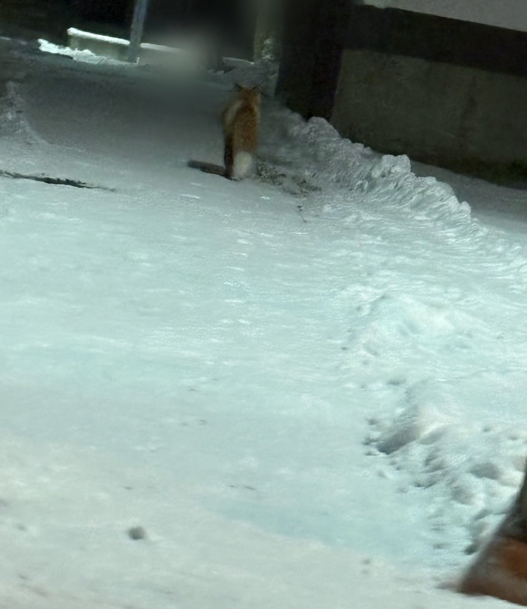 そして普通にキツネがそこらへん歩いてるの初めて見た
タクシーの運転しゅさんに
写真撮りたい(笑)ってゆったら
超低速で走ってくれた🚕
ふさふさ尻尾かわいい💓💓🦊