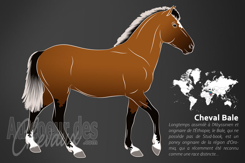 aucoeurdeschev1's tweet photo. Pour tout savoir sur le Bale, une race de l'Éthiopie longtemps confondue avec le Cheval Abyssinien, rendez-vous à la page https://t.co/zEa7aXc6sK https://t.co/5wnEpwZQU8