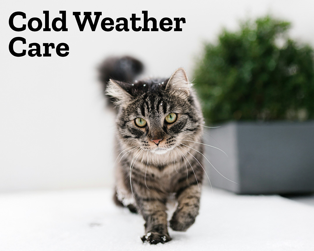 Protect your pets from the cold! Proper nutrition helps an animal maintain a healthy body weight and sustain their metabolism. Access to clean water is important in cold weather. Consult your veterinarian if you suspect your pet has cold-related injuries or illnesses.