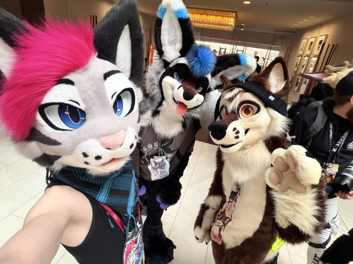 Soju cat ➔ CFZ, Awoostria tweet media