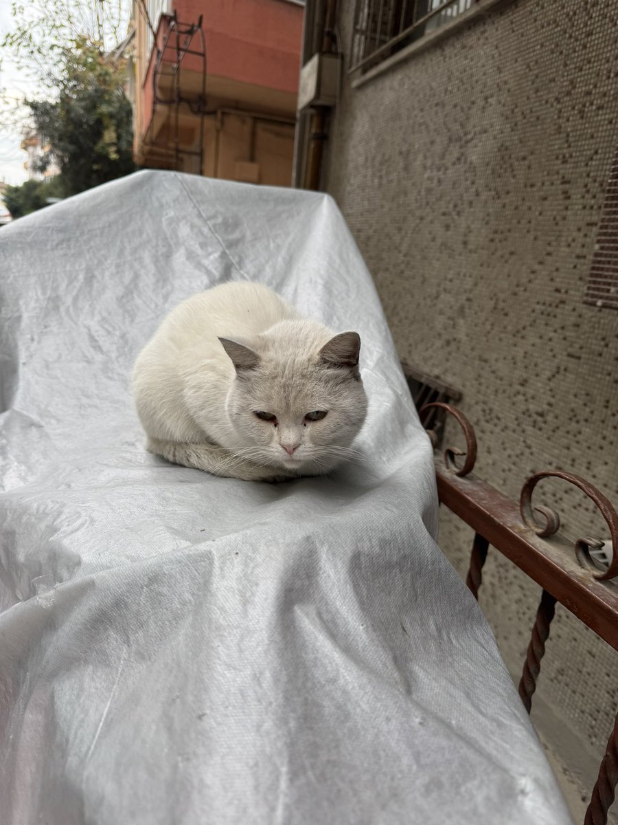 Bu kediyi Avcılar’da bir süredir uzaktan görüyordum. Evden atılmış, çok uysal. Yaşı genç ve aslında bembeyaz bir british. Korumaya alamıyorum çok kalabalık olduğumuz için. Bu soğuk havada geçici/kalıcı bir yuva bulursak çok güzel olur.