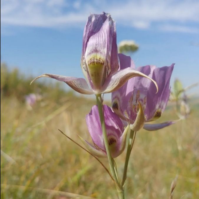 CalBotSoc's tweet image. TOMORROW @7pm - CalBotSoc Botany Speaker: Dr. Walter Fertig - mailchi.mp/cc7a6df20371/t…