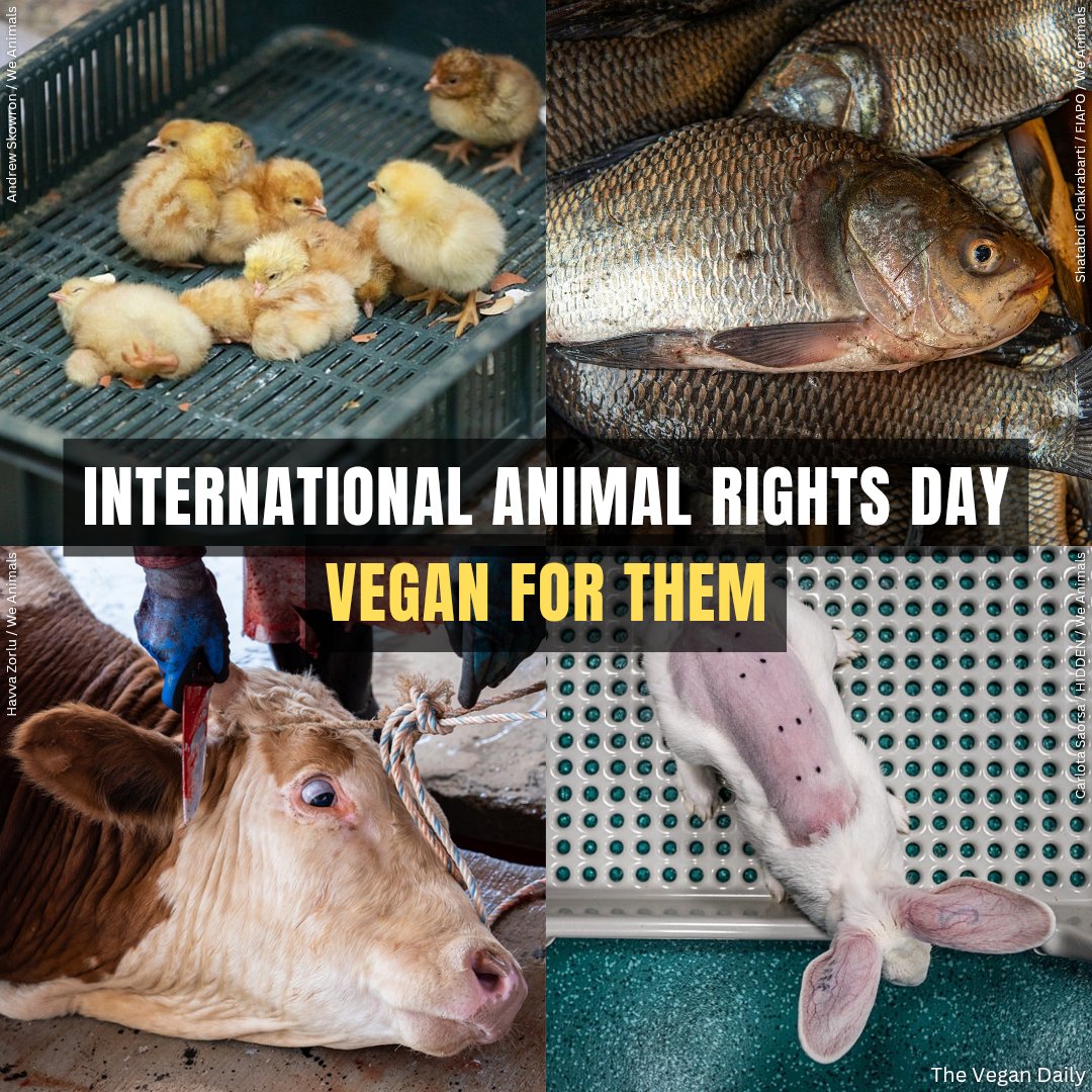 oliver4animals's tweet photo. Today is #InternationalAnimalRightsDay!

Animals are sentient beings who deserve to be treated as individuals, not objects. They're not ours to eat, wear, experiment on, use for entertainment, or exploit in any other way. ❌

Stop paying for animal exploitation. Go #vegan. 💚 https://t.co/bfg2NoVHad
