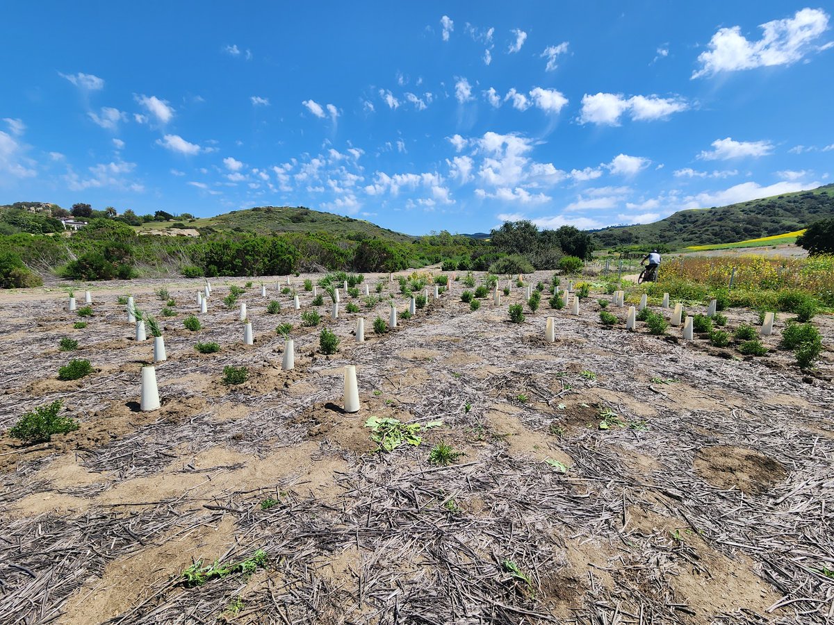 At the Bommer Canyon Fuel Modification restoration site, IRC is adding to the native vegetation planted last year with supplemental seeding and the installation of more container plants. Restoration efforts will take place throughout 2026.