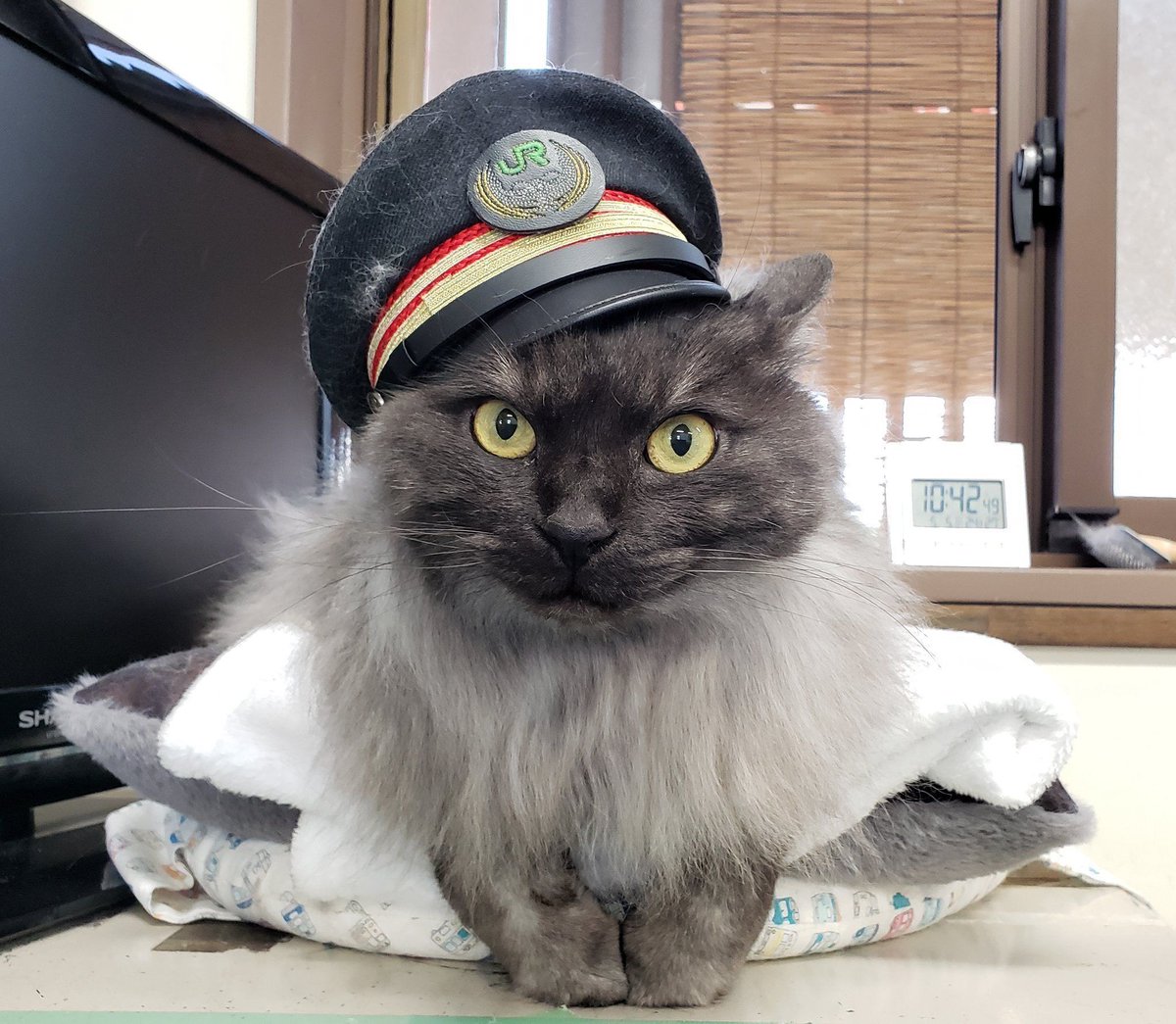 CatWorkers's tweet photo. Chocolate, station master of Uzen-Komatsu Station in Japan (now retired).

Happy retirement, Chocolate! https://t.co/jNHNXvrEcl