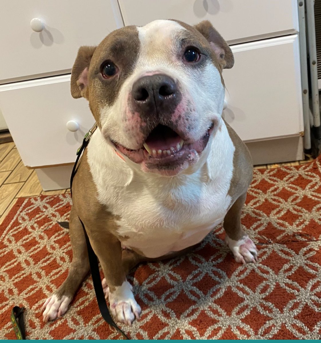 Check out #Bonnie our #PetOfTheWeek She's up for adoption at <a href="/SaveAPetNY/">Save A Pet USA</a> in Port Jeff. Learn more about Bonnie and other pets up for adotion here bit.ly/WBABPets - <a href="/JoeRockWBAB/">Joe Rock</a> #Rock #ClassicRock #JoeRocksPetProject #AdoptDontShop #Dog #WBAB