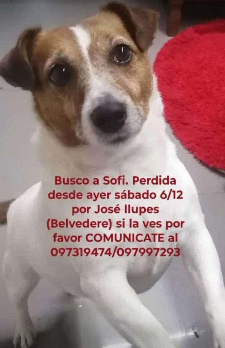 Tl Servicio buscamos desesperadamente a Sofia  me ayudan difundiendo 
Si la viste o la estás cuidando en tu casa comunícate al teléfono de la foto 
Sofia es parte de una familia que la extraña