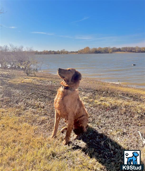 K9Stud's tweet image. River is our newest addition to the family! He is a 9 month old boy from a champion sporting lines, standing 24 inches at the shoulder, and weighing in at 60 lbs. River loves the water, long walks thr read more @ k9stud.com/stud-dogs/gold… #studdogs #goldenretriever #dogsoftexas