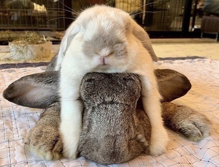 Bunnies (@bunnies) on Twitter photo 