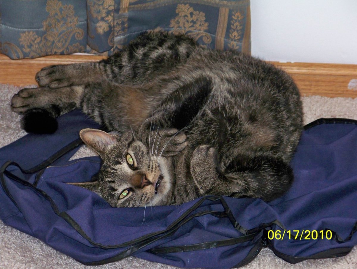 Raphaelion🗡️ tweet media