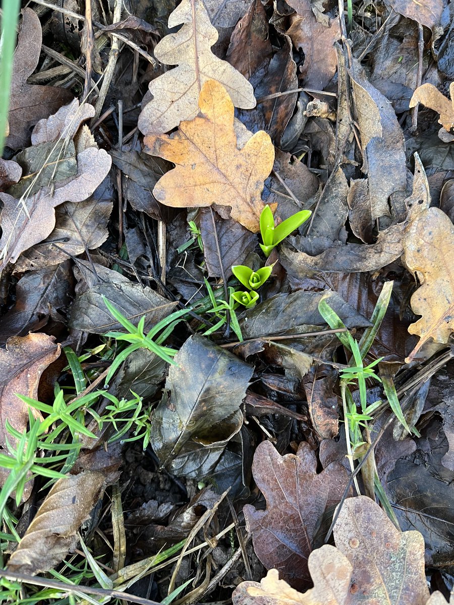 This is usually the first of our bluebells to flower.24th March this year.