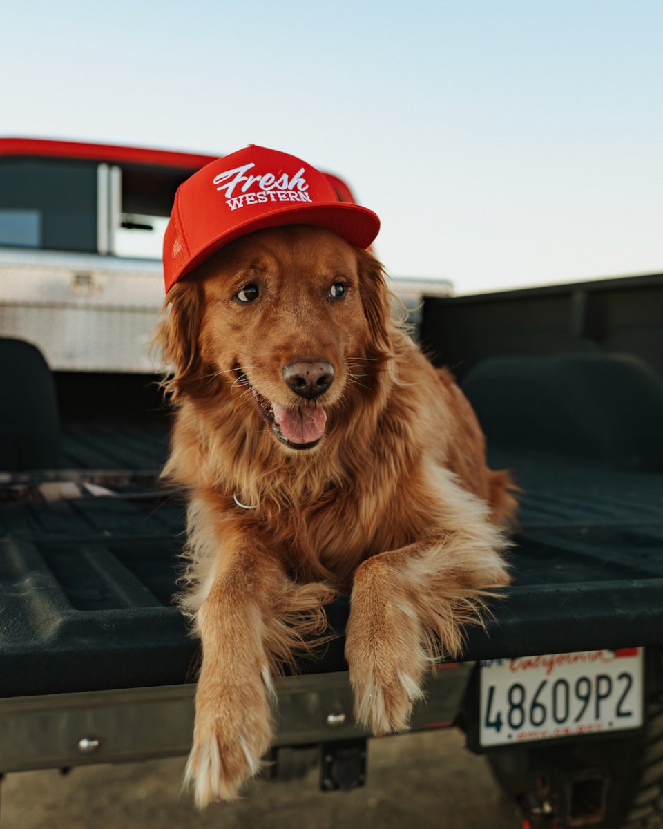 _FreshWestern's tweet image. Homegrown.

📸 : @Alexnicoleimagery