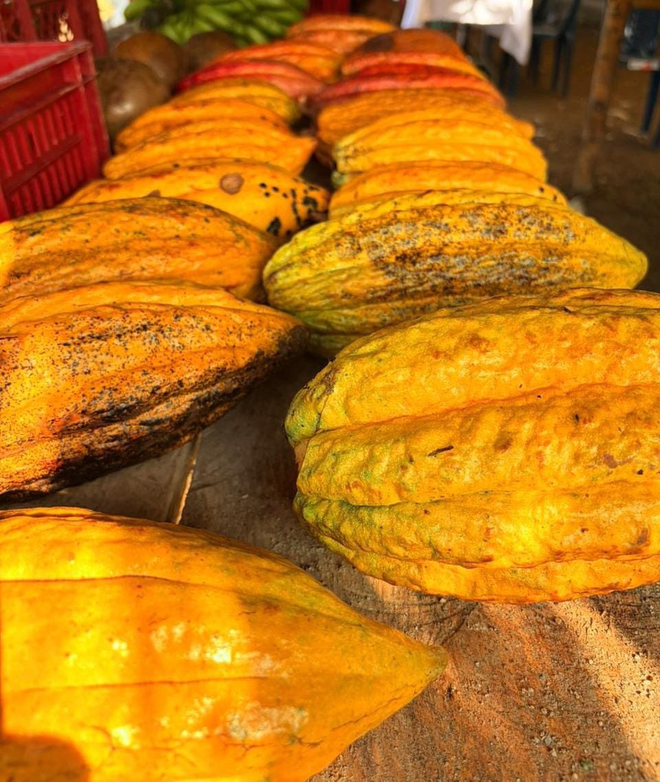 ProsperidadCol's tweet photo. 2/3

39 comunidades participan en esta jornada que incluye:

✅️ Muestra gastronómica, degustaciones e intercambio de recetas.
✅️ Muestra e intercambio de semillas nativas y material vegetal.
✅️ Exposición y venta de plantas.
✅️ Intercambio de saberes y actividades lúdicas https://t.co/7sjCYuIeXQ