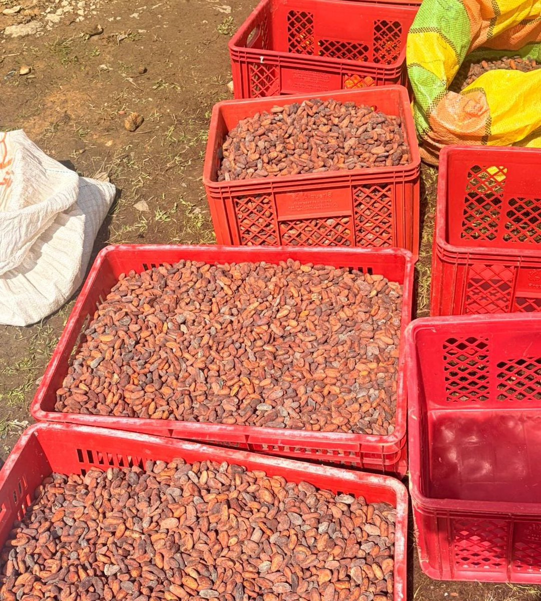 ProsperidadCol's tweet photo. 2/3

39 comunidades participan en esta jornada que incluye:

✅️ Muestra gastronómica, degustaciones e intercambio de recetas.
✅️ Muestra e intercambio de semillas nativas y material vegetal.
✅️ Exposición y venta de plantas.
✅️ Intercambio de saberes y actividades lúdicas https://t.co/7sjCYuIeXQ