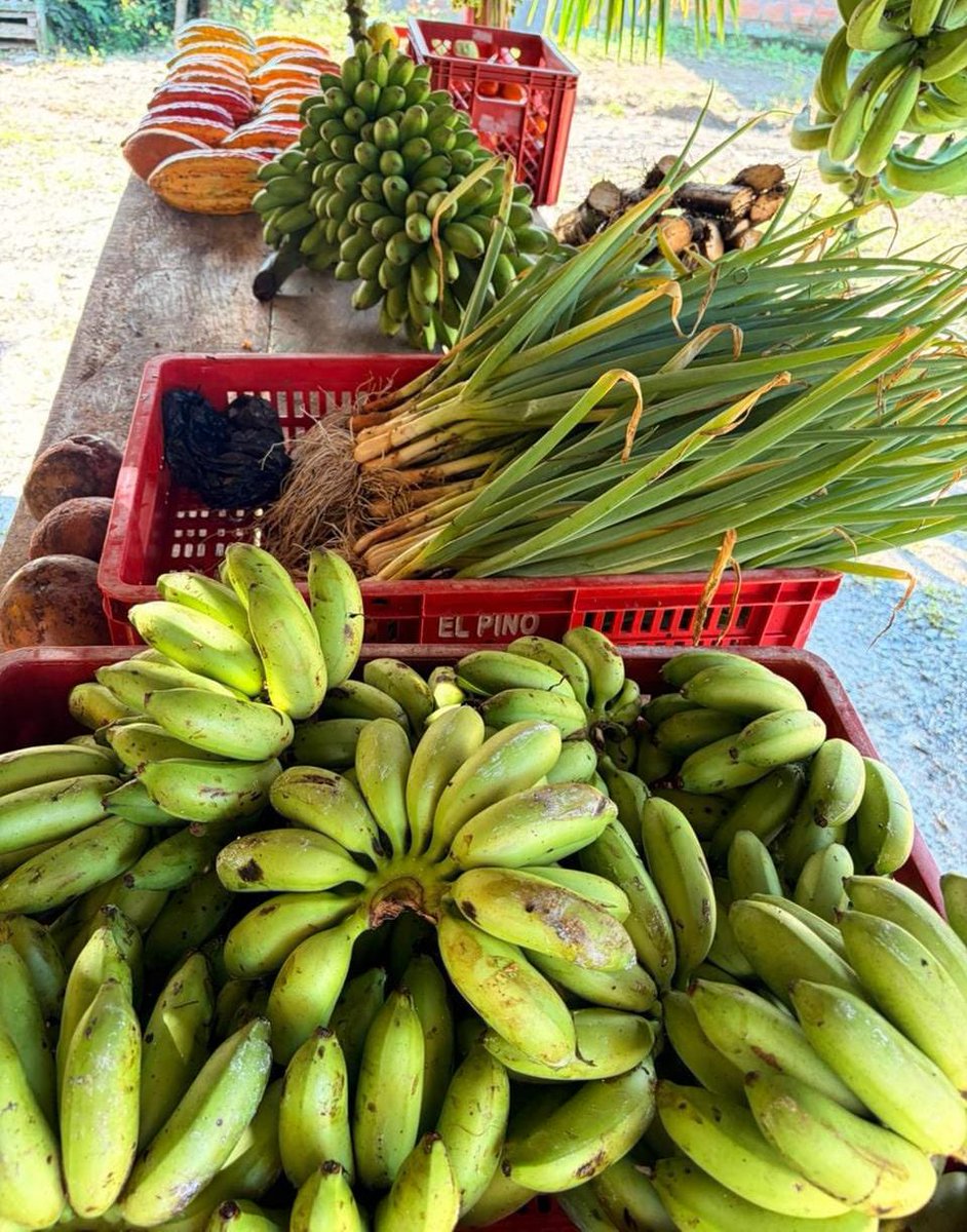 2/3

39 comunidades participan en esta jornada que incluye:

✅️ Muestra gastronómica, degustaciones e intercambio de recetas.
✅️ Muestra e intercambio de semillas nativas y material vegetal.
✅️ Exposición y venta de plantas.
✅️ Intercambio de saberes y actividades lúdicas