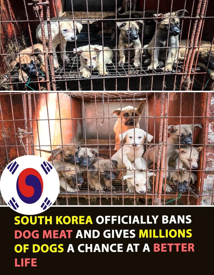 domdyer70's tweet image. South Korea has taken a historic step that could transform the future for millions of dogs. The country has officially banned the dog-meat industry and set a deadline to close every remaining farm and slaughterhouse by 2027, but the most hopeful sign is that over 70 percent of…