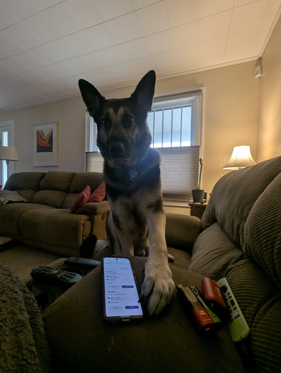 PupOhm's tweet photo. Dispatch Dog helping me decide what orders to deliver. https://t.co/jprg7STXme