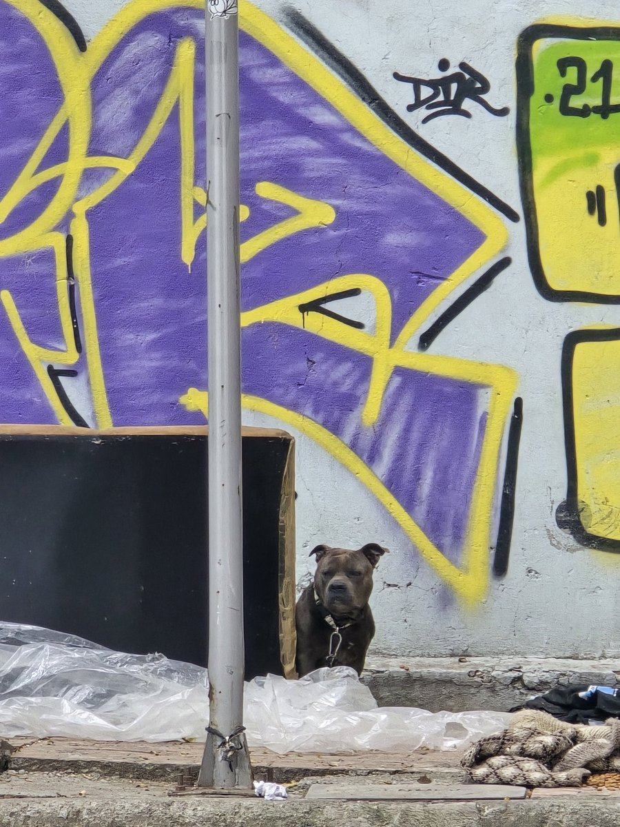 AlbertoIxma's tweet photo. Nuevamente @MHcesac @AlcaldiaMHmx @mauriciotabe esta calle ya se volvió cargadero, campamento y basurero de indigentes. Ayúdennos @ClaraBrugadaM @c4jimenez https://t.co/RznygKMvW4