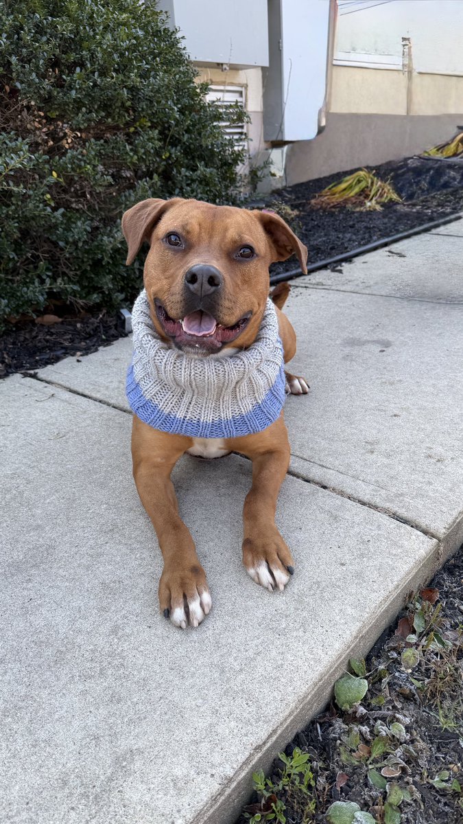 Homeward Bound Pet Adoption Center tweet media