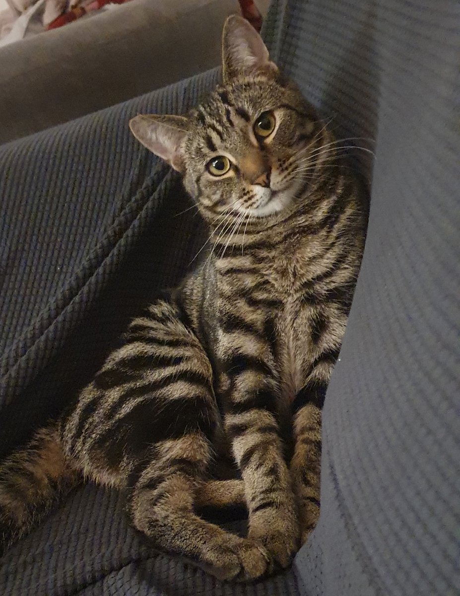 CatCall_UK's tweet image. Have you seen this dear Cat missing from Beauport Home Farm Close St Leonards On Sea, see details and contact information catcall.org.uk/lost-and-found…
#CatMissinginStLeonards #MissingCat #CatCall #GettingCatsHome #Caring4Cats #CatRescue #lovecats