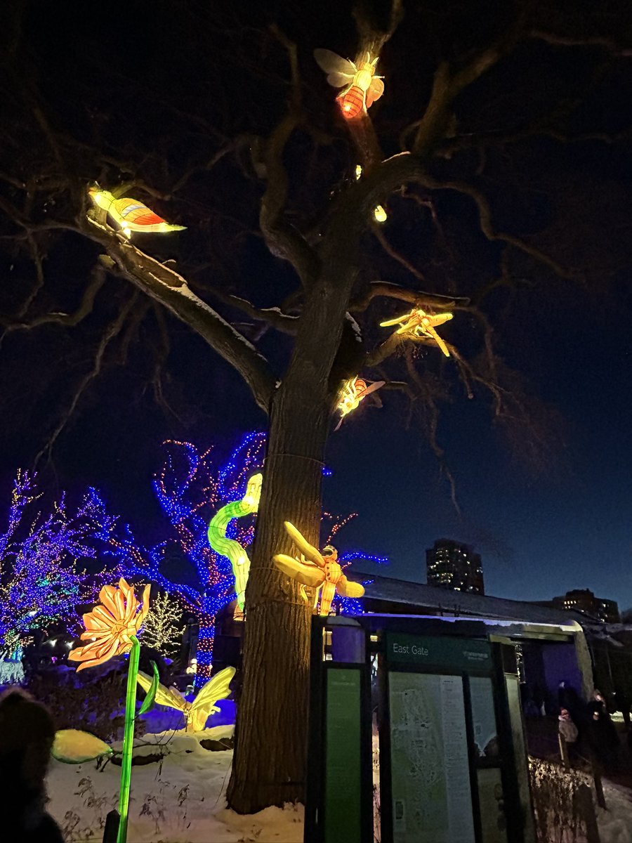 MikeREarnshaw's tweet image. The Lincoln Park Zoo Lights has become a tradition over the last few years, &amp;amp; 2025 did not disappoint! Great night taking it all in with family &amp;amp; friends &amp;amp; topping it off at Connie’s Pizza!

#zoolights #christmasiscoming #family #Christmas #Christmas2025