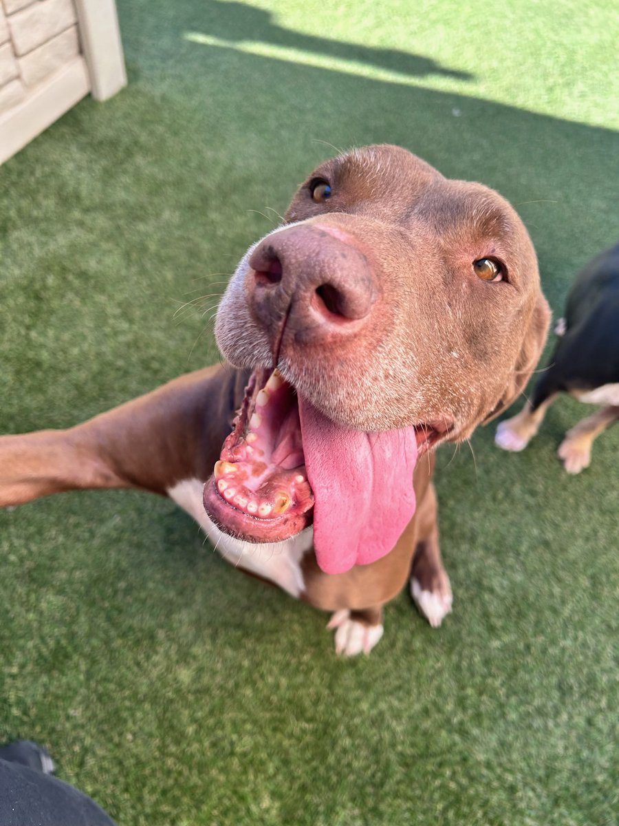 SUFPFoundation's tweet image. BAMBI &amp;amp; FLOWER ARE IN NEED OF IMMEDIATE FOSTER OR ADOPTERS. Please RT and email info@standupforpits.hs if you can help. They are located in Los Angeles CA. Thank you.

#standupforpits #adopt #bambi #flower