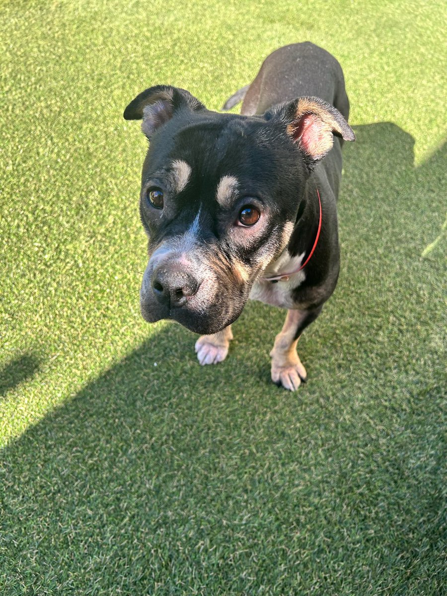 SUFPFoundation's tweet image. BAMBI &amp;amp; FLOWER ARE IN NEED OF IMMEDIATE FOSTER OR ADOPTERS. Please RT and email info@standupforpits.hs if you can help. They are located in Los Angeles CA. Thank you.

#standupforpits #adopt #bambi #flower