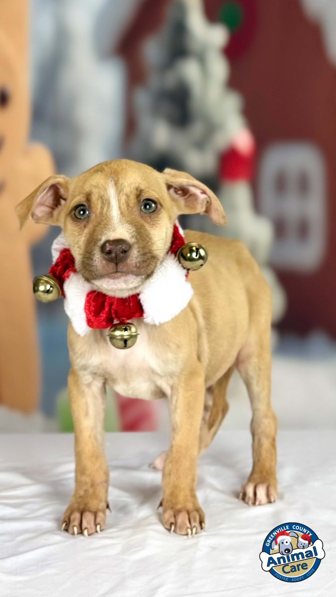 😍Adorable Holiday Pet ALERT! ❤️  Nothing sweeter than our Christmas Cookie!  Yes, our models are all Animal Care dogs and want to meet you.  Adoptions are FREE! Donate today  greenvillecounty.org/ACS/Donate.aspx