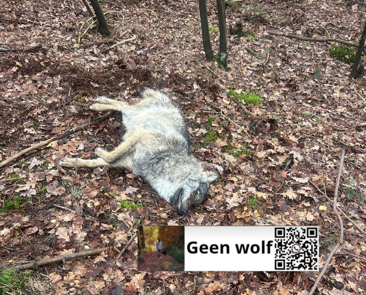 AnitaGeenWolf's tweet image. 🐺❌ wolvenmeldpunt GeenWolf 
Dode wolf melding 
10-12-25
Dwingeloo Drenthe 

Dode wolf lag tussen camping Noordster en Bosrand.
Oorzaak? Geen idee, maar dood.

🐺 meldingen liefst zsm met GoogleMaps 📌 naar wa 
31617018889
@GeenWolf 
geenwolf.com/2025/12/10/dwi…