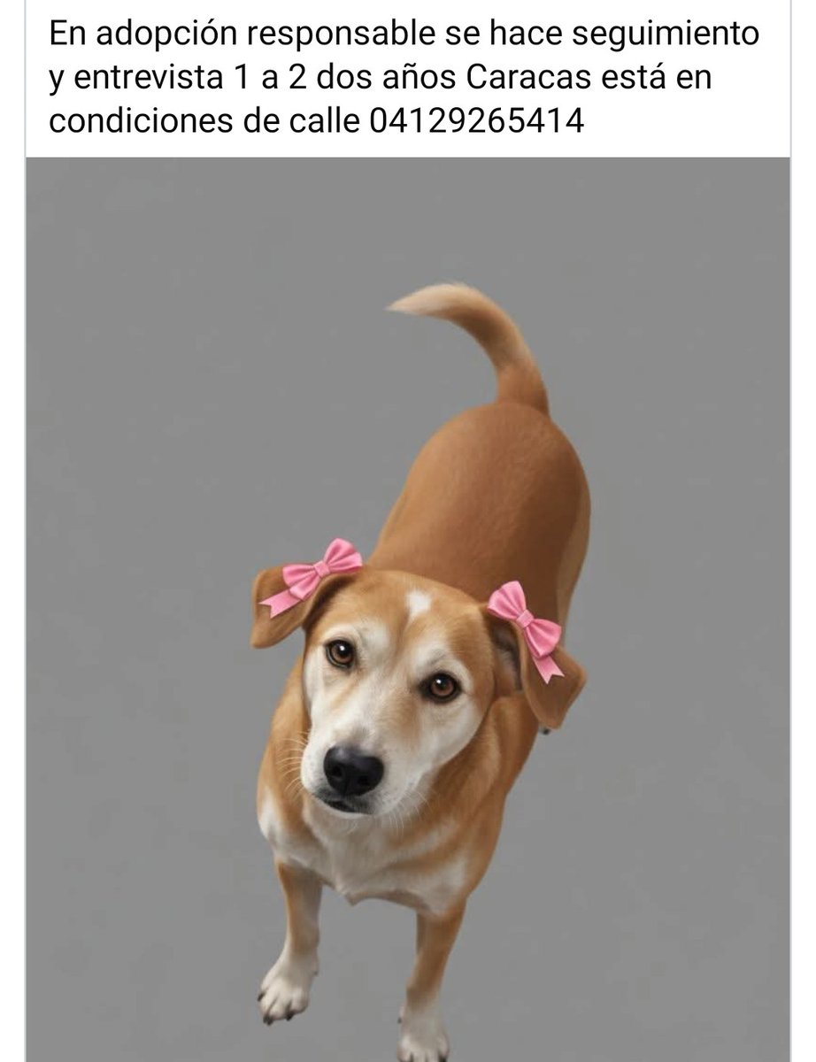 Busca un hogar amoroso y responsable, CARACAS
