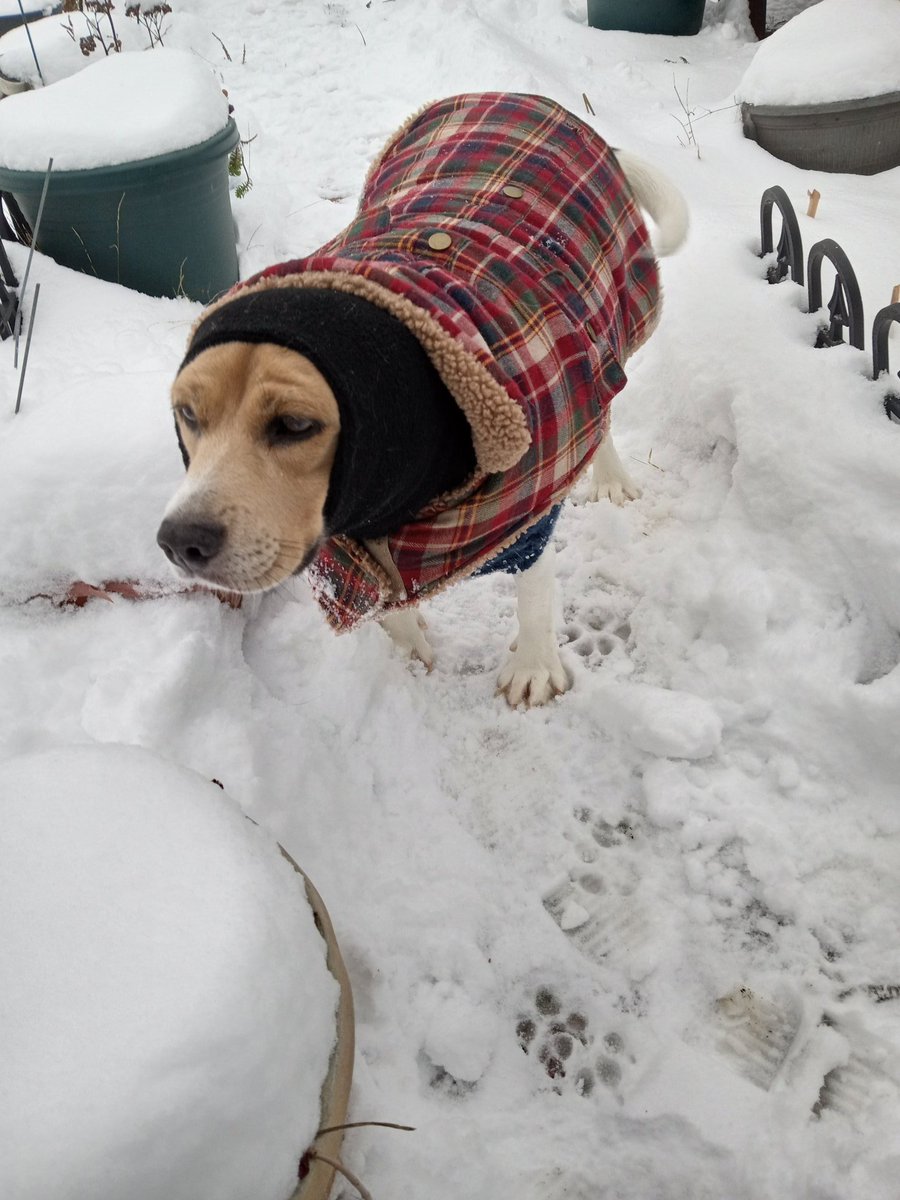 terioturf's tweet photo. @Boomerthebeagle @snoopy_girl1229 Hrr first snow.... she's NOT IMPRESSED, Boomer! LOL 😂 https://t.co/KdUkayJMAH