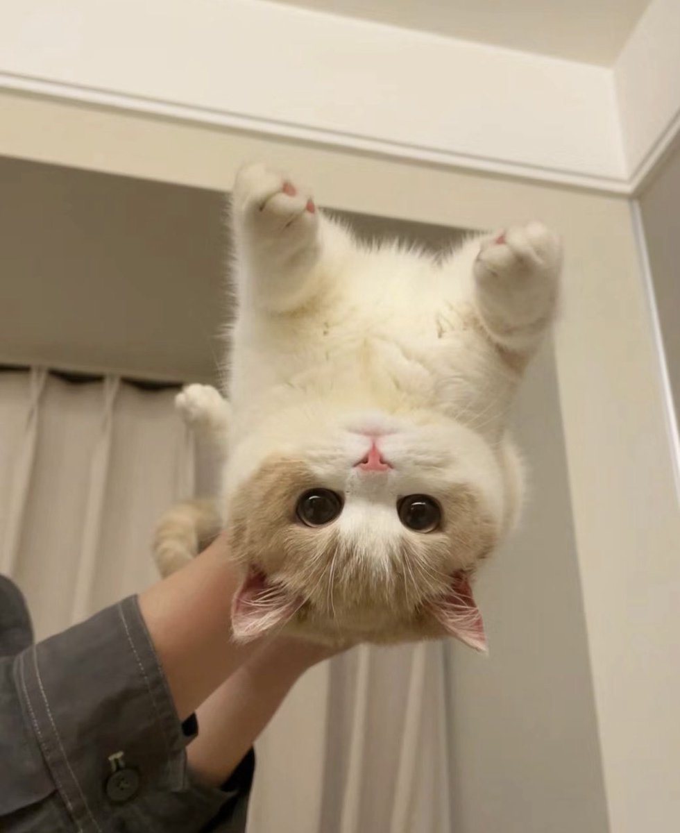 Cute Cats 🐱 tweet media