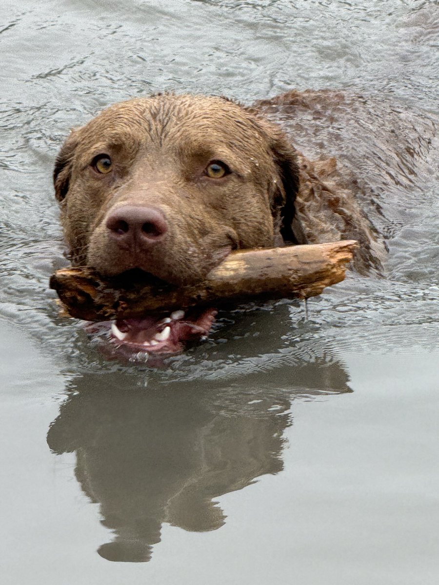 CarlMBSC's tweet photo. @catturd2 Buddy, our 16 month old Chesapeake Bay retriever https://t.co/FiayHVddav