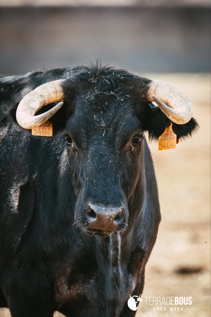 🐂✨ “Auxilio Holgado: la ilusión de un nieto” es el nuevo reportaje de Terra de Bous en el que os cuento cómo un proyecto familiar mantiene vivo el encaste Coquilla. Un sueño que honra el pasado y mira al futuro.👉🏻 terradebous.com/2025/12/auxili…
