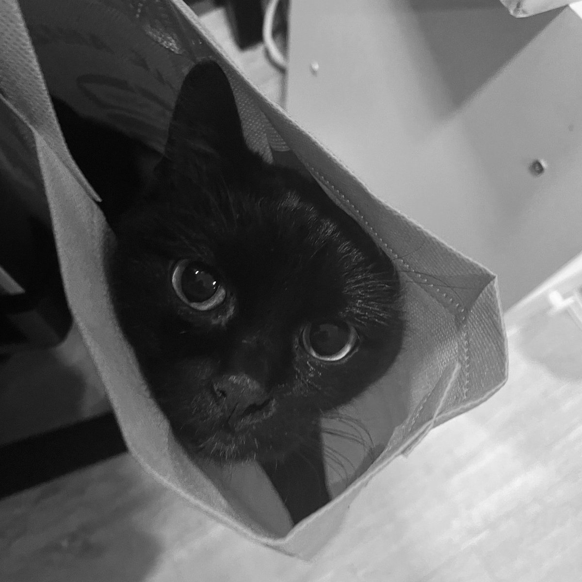 สำหรับเรา โลกทั้งใบมันใหญ่มาก ๆ
แต่สำหรับแมวตัวนี้ โลกทั้งใบมีแค่เรา
เกิงเป็นแมวจร ตอนเจอร่างกายแย่มาก คิดว่าไม่รอดแน่ แฟนเลยเก็บมาเลี้ยง ทั้งร่าเริง มีชีวิตชีวา แต่...โรคร้ายยังคงอยู่
2 ปีที่อยู่ด้วยกัน มันโคตรดี ไว้พบกันใหม่นะเกิง รักมาก ๆ  
#ดำเกิงแมวจรที่เก่งที่สุดในโลก