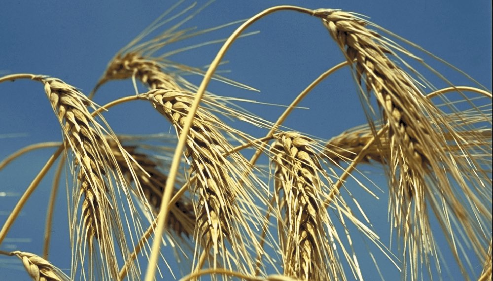 🌾 COSECHA HISTÓRICA: EL TRIGO CORDOBÉS BATE RÉCORDS Y PODRÍA DEJAR 1.320 MILLONES DE DÓLARES EN LA ECONOMÍA PROVINCIAL

• La campaña 2025/26 proyecta para Córdoba una producción de 6,2 millones de toneladas, con rendimientos muy por encima del promedio gracias a condiciones