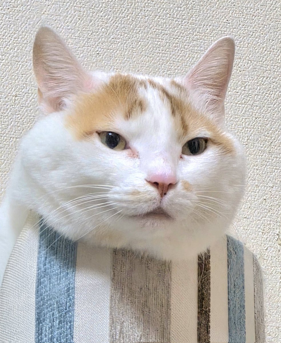 みーちゃん (@pon3767) / Posts / X