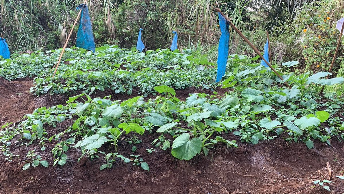 FungomF's tweet image. When you tickle the Earth 🌎 with a hoe, it laughs with a good harvest.

To be a farmer is to be a student forever, for each day brings something new.

#vegetables #freshveggies #garden #greenveggies #freshfood #agriculture #agriculturenews #FungomFarms #Cameroon