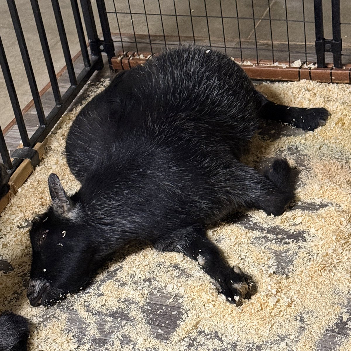 RÊBÊL has had many nights ruined for months while I’m out there test-testing plates, test-testing mag retention, test-testing comfort, trying to get every detail perfect… and all RÊBËL wants to do is sleep in the slop.

In some güd news the warehouse is getting prepped and